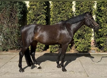 Deutsches Sportpferd, Stute, 6 Jahre, 168 cm, Dunkelbrauner