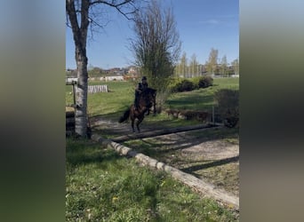 Deutsches Sportpferd, Stute, 6 Jahre, 168 cm, Dunkelbrauner