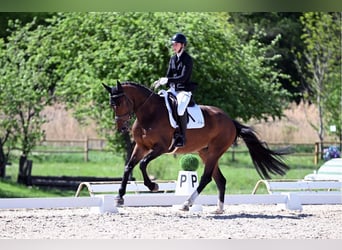 Deutsches Sportpferd, Stute, 6 Jahre, 168 cm, Dunkelbrauner
