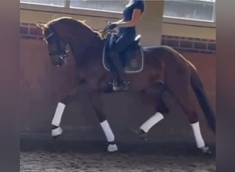 Deutsches Sportpferd, Stute, 6 Jahre, 168 cm, Fuchs