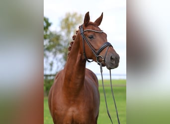 Deutsches Sportpferd, Stute, 6 Jahre, 168 cm, Fuchs