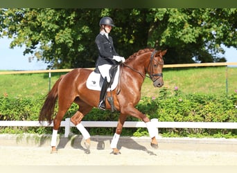 Deutsches Sportpferd, Stute, 6 Jahre, 168 cm, Fuchs