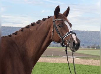 Deutsches Sportpferd, Stute, 6 Jahre, 168 cm, Fuchs