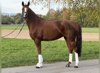Deutsches Sportpferd, Stute, 6 Jahre, 168 cm, Fuchs