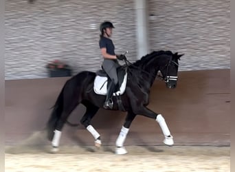 Deutsches Sportpferd, Stute, 6 Jahre, 168 cm, Rappe