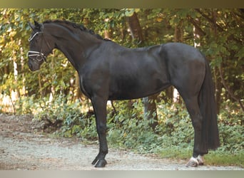 Deutsches Sportpferd, Stute, 6 Jahre, 168 cm, Rappe