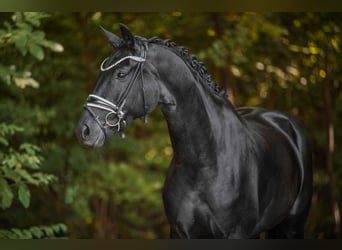 Deutsches Sportpferd, Stute, 6 Jahre, 168 cm, Rappe