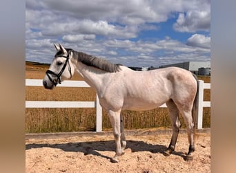 Deutsches Sportpferd, Stute, 6 Jahre, 168 cm, Schimmel