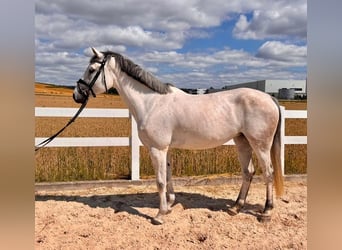 Deutsches Sportpferd, Stute, 6 Jahre, 168 cm, Schimmel