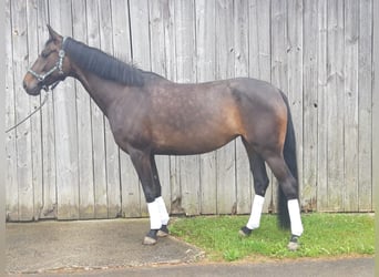 Deutsches Sportpferd, Stute, 6 Jahre, 168 cm, Schwarzbrauner