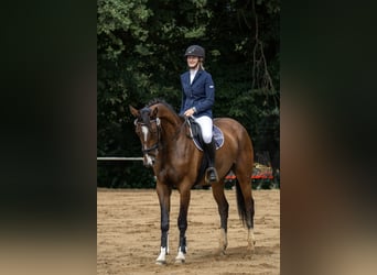 Deutsches Sportpferd, Stute, 6 Jahre, 169 cm, Brauner