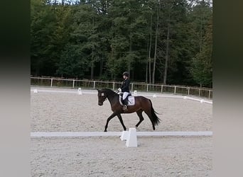 Deutsches Sportpferd, Stute, 6 Jahre, 169 cm, Brauner