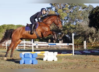 Deutsches Sportpferd, Stute, 6 Jahre, 169 cm, Brauner