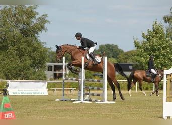 Deutsches Sportpferd, Stute, 6 Jahre, 169 cm, Brauner