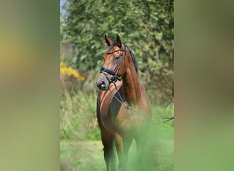 Deutsches Sportpferd, Stute, 6 Jahre, 169 cm