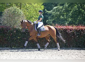 Deutsches Sportpferd, Stute, 6 Jahre, 169 cm