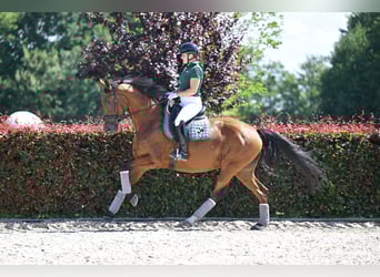 Deutsches Sportpferd, Stute, 6 Jahre, 169 cm