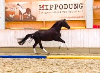 Deutsches Sportpferd, Stute, 6 Jahre, 169 cm, Dunkelfuchs