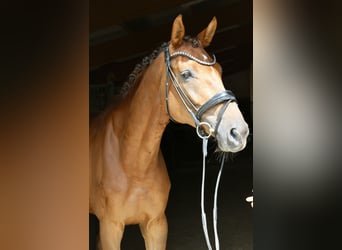 Deutsches Sportpferd, Stute, 6 Jahre, 169 cm, Dunkelfuchs