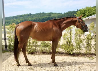 Deutsches Sportpferd, Stute, 6 Jahre, 169 cm, Dunkelfuchs