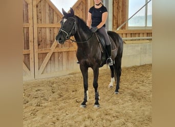 Deutsches Sportpferd, Stute, 6 Jahre, 169 cm, Rappe
