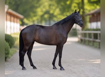 Deutsches Sportpferd, Stute, 6 Jahre, 169 cm, Schwarzbrauner