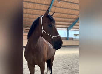 Deutsches Sportpferd, Stute, 6 Jahre, 170 cm, Brauner