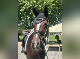 Deutsches Sportpferd, Stute, 6 Jahre, 170 cm, Brauner