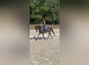 Deutsches Sportpferd, Stute, 6 Jahre, 170 cm, Brauner