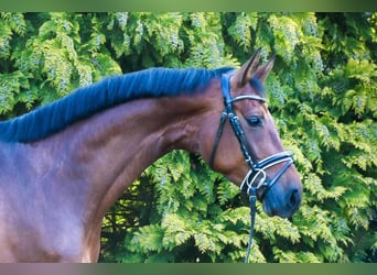 Deutsches Sportpferd, Stute, 6 Jahre, 170 cm, Brauner