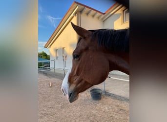 Deutsches Sportpferd, Stute, 6 Jahre, 170 cm, Brauner
