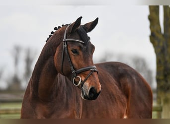 Deutsches Sportpferd, Stute, 6 Jahre, 170 cm, Brauner