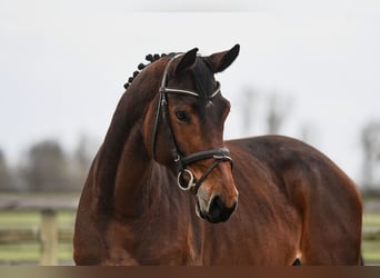 Deutsches Sportpferd, Stute, 6 Jahre, 170 cm, Brauner