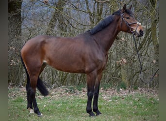 Deutsches Sportpferd, Stute, 6 Jahre, 170 cm, Brauner