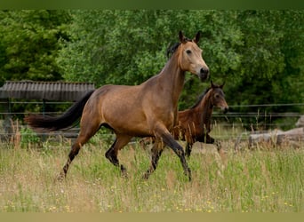 Deutsches Sportpferd, Stute, 6 Jahre, 170 cm, Buckskin