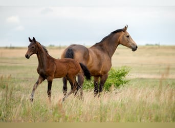 Deutsches Sportpferd, Stute, 6 Jahre, 170 cm, Buckskin