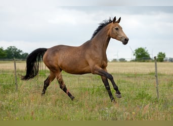 Deutsches Sportpferd, Stute, 6 Jahre, 170 cm, Buckskin