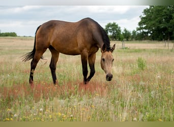 Deutsches Sportpferd, Stute, 6 Jahre, 170 cm, Buckskin