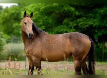 Deutsches Sportpferd, Stute, 6 Jahre, 170 cm, Buckskin