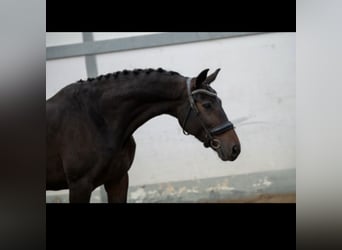 Deutsches Sportpferd, Stute, 6 Jahre, 170 cm, Dunkelbrauner