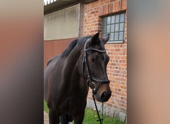 Deutsches Sportpferd, Stute, 6 Jahre, 170 cm, Dunkelbrauner