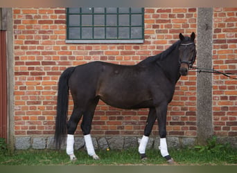 Deutsches Sportpferd, Stute, 6 Jahre, 170 cm, Dunkelbrauner