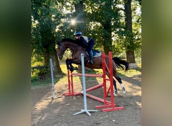 Deutsches Sportpferd, Stute, 6 Jahre, 170 cm, Dunkelbrauner
