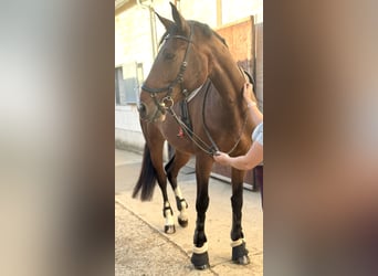 Deutsches Sportpferd, Stute, 6 Jahre, 170 cm, Dunkelbrauner