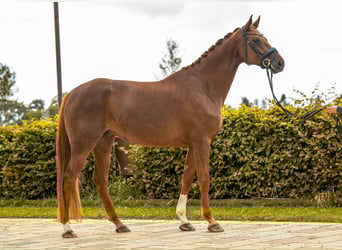 Deutsches Sportpferd, Stute, 6 Jahre, 170 cm, Fuchs