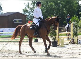 Deutsches Sportpferd, Stute, 6 Jahre, 170 cm, Fuchs