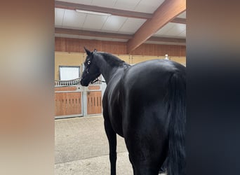 Deutsches Sportpferd, Stute, 6 Jahre, 170 cm, Rappe