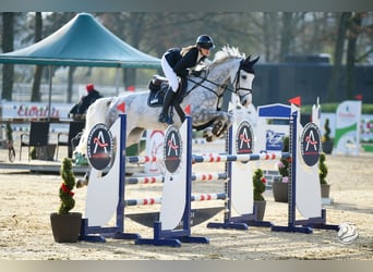 Deutsches Sportpferd, Stute, 6 Jahre, 170 cm, Schimmel