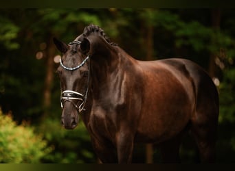 Deutsches Sportpferd, Stute, 6 Jahre, 170 cm, Schwarzbrauner