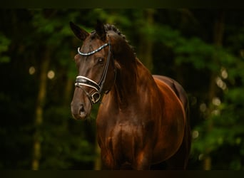 Deutsches Sportpferd, Stute, 6 Jahre, 170 cm, Schwarzbrauner